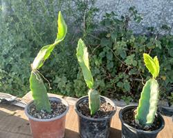 Pitaya Média
