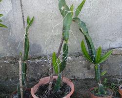 Pitaya Grande