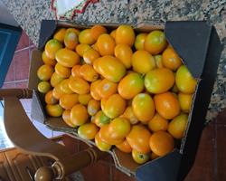 Kumquat