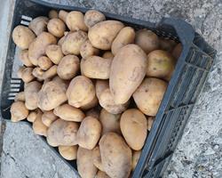 Batata Agria