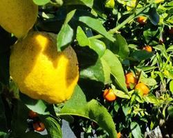 Limões produzidos apenas com água da chuva.