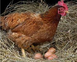 Ovos caseiros de Galinhas que pastam livremente.