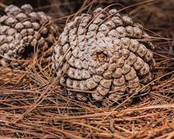 Pinhas, bem secas e abertas