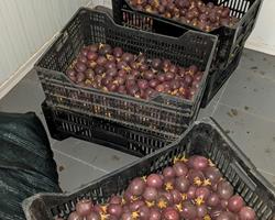 Maracujá Roxo