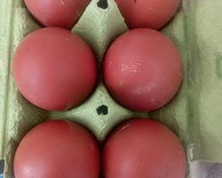 Ovos para Incubação