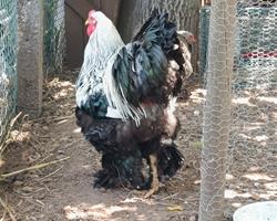 Brahmas