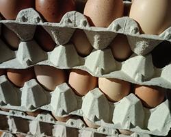 Ovos caseiros galinhas criadas no campo