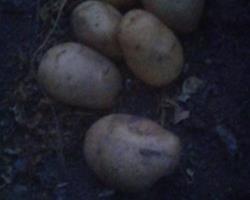 Batata nova