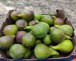 Figos