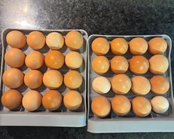Ovos de galinha