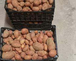 Batata nova