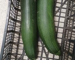 Courgette