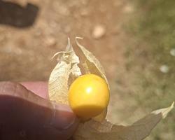 Physalis