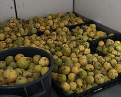 Marmelos