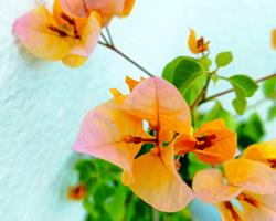 Pétalas de Flores De Buganvília