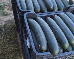 Pepino