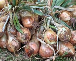 Cebola biológica (clonado)
