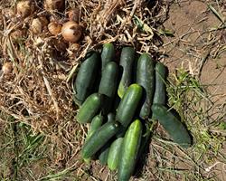 Pepinos