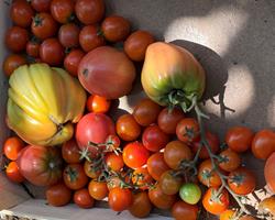 Tomates cherry