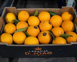 Laranja D. João