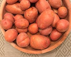 Batata Laura – Casca Vermelha