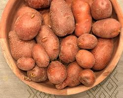 Batata Red Lady – Casca Vermelha