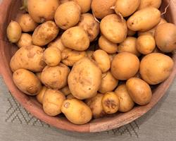 Batata Monalisa – Casca Amarela