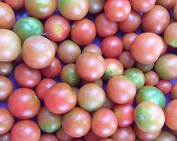 Tomate Cherry BIO