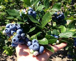 Mirtilo, variedade Legacy