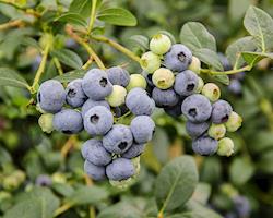 Mirtilo, variedade Ozarkblue