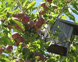Maçã Biológica de Montanha - Variedade Gala