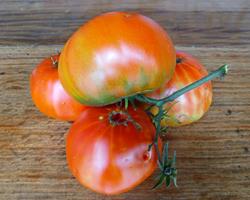 Tomate vermelho