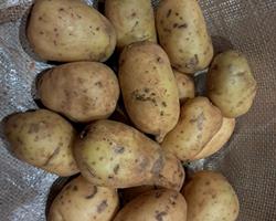 Batata Biológica