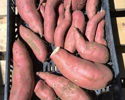 Batata Doce Bio