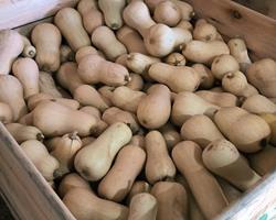 Abóboras Butternut Bio