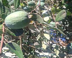 Feijoa