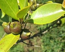 Araçá amarelo e rosa