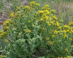 Calafito — Hypericum tomentosum L.