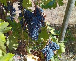 Uvas para vinho (Tinta)