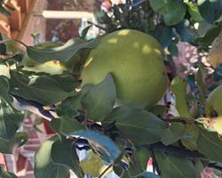 Marmelos