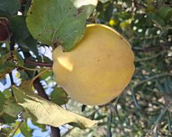 Marmelos Qualidade A