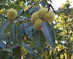 Castanha