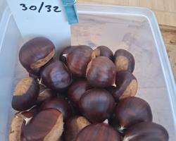 Castanha 30+mm