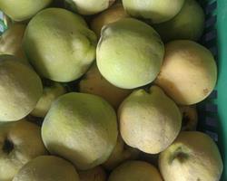 Marmelos e gamboas