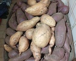 Batata doce