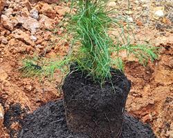 plantas de pinheiro manso enxertado