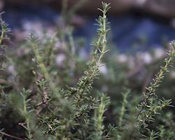 Tomilho Laranja Bio fresco, emb. de 30g