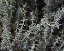 Tomilho Vulgar Bio fresco, emb. de 30g