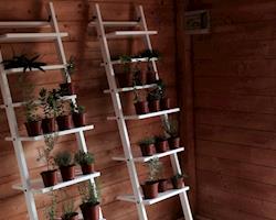 Coentro Bio, Planta em Vaso