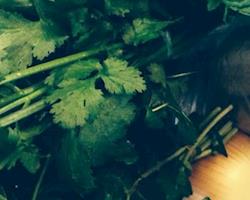 Coentro Bio, molhos de 30g